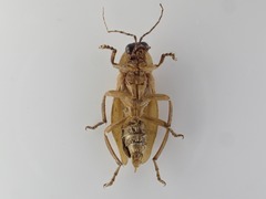 Photurinae