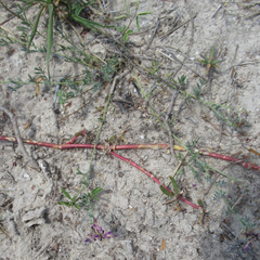 Dalea pogonathera walkerae