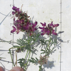 Dalea pogonathera walkerae