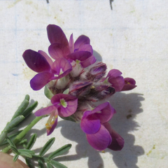 Dalea pogonathera walkerae