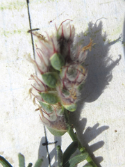 Dalea pogonathera walkerae