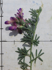 Dalea pogonathera walkerae