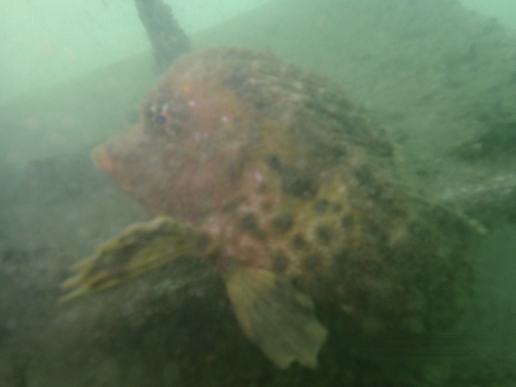 Smooth horsefish (Congiopodus torvus) — Congiopodidae