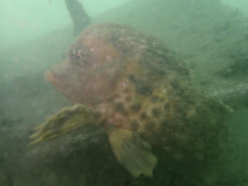 Smooth horsefish (Congiopodus torvus) — Congiopodidae