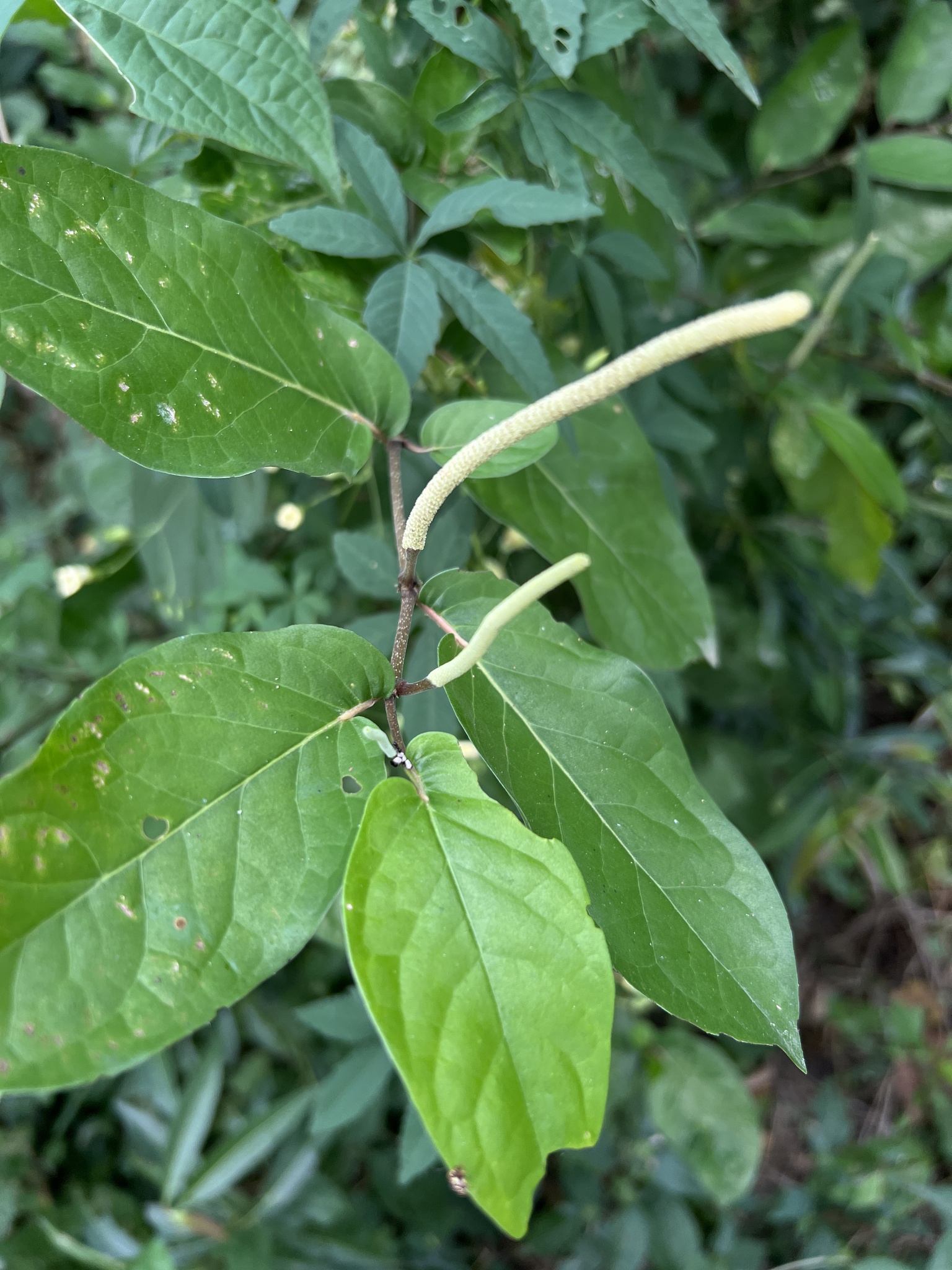 Imagem de Pimenta-de-macaco