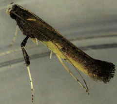 Caloptilia azaleella