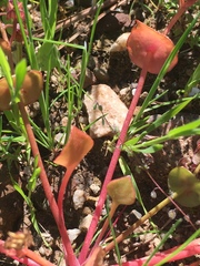 Claytonia rubra