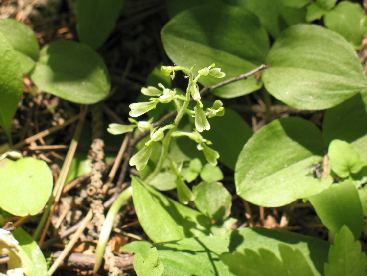 Broad-lipped Twayblade in July 2007 by Scott F Smith · iNaturalist