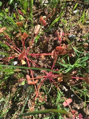 Claytonia rubra