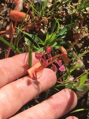 Claytonia rubra