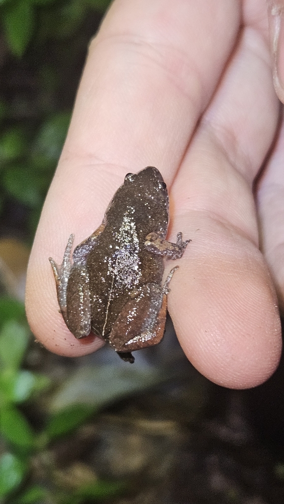 Chiasmocleis mantiqueira from 5WJ3+W5 Camanducaia, MG, 37650000