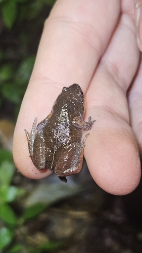 Mantiqueira Humming Frog, Chiasmocleis mantiqueira