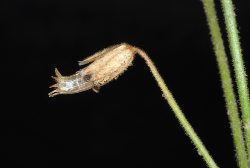 cerastium velutinum