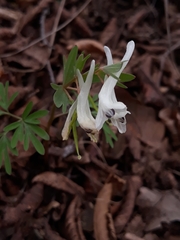 Corydalis angustifolia
