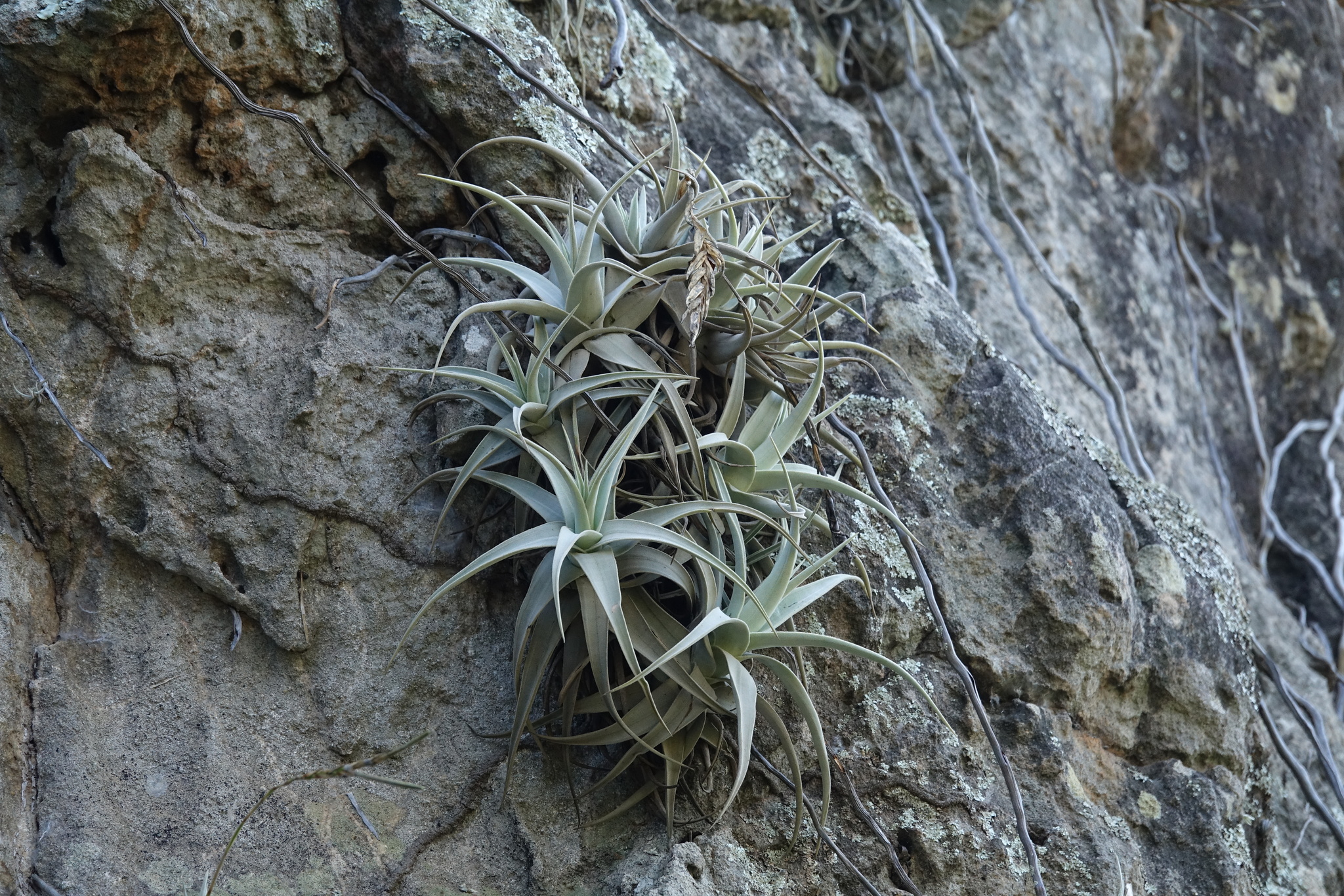 Tillandsia barfussii · iNaturalist