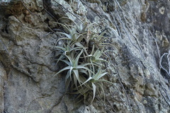 Tillandsia Barfussii 速達発送 N様専用 Tillandsia barfussii | だい
