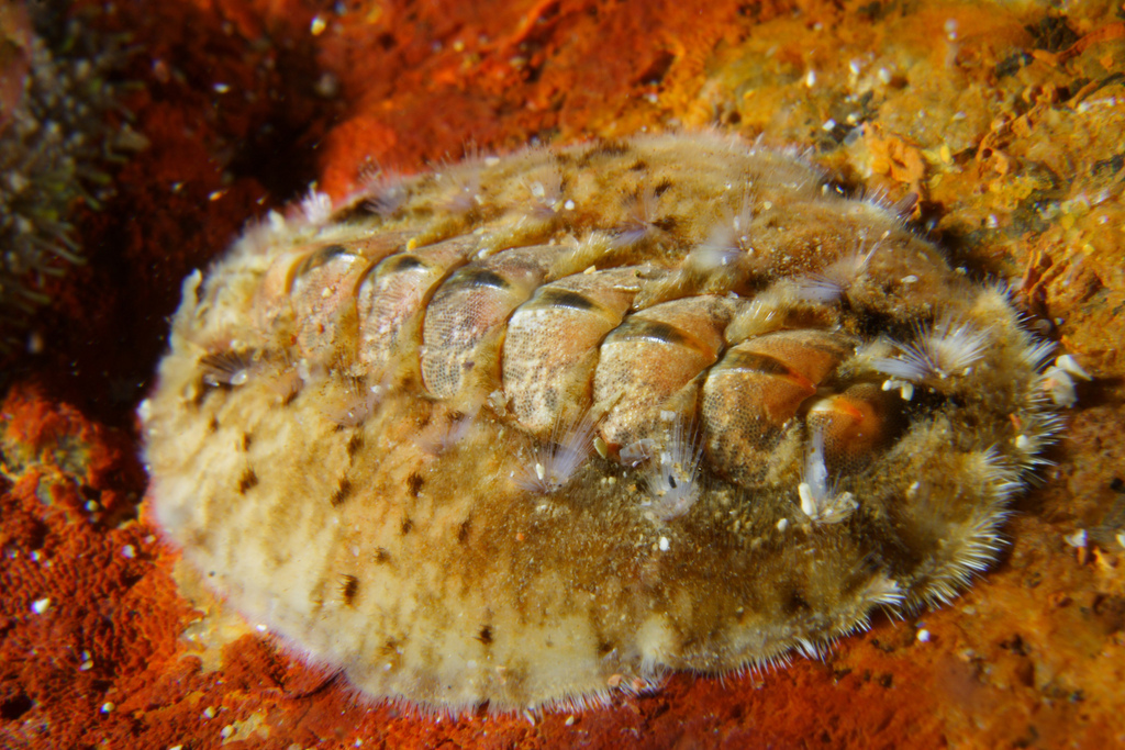 Acanthochitona