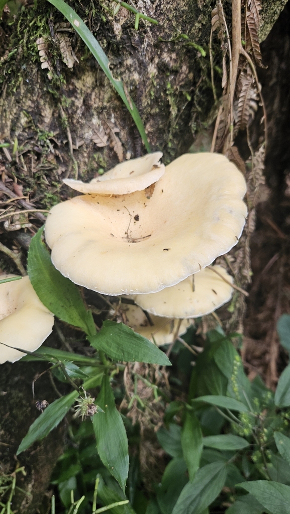 Pleurotus magnificus
