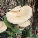 Pleurotus magnificus - Photo 由 Bruno Luka de Souza Bambirra Silveira 所上傳的 (c) Bruno Luka de Souza Bambirra Silveira，保留部份權利CC BY