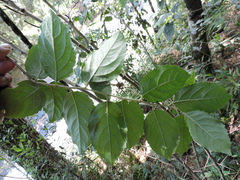 Shiny Xylosma (Xylosma ciliatifolia)