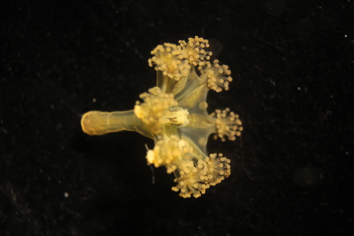 kaleidoscope jellyfish