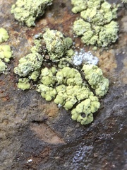 Lecanora epanora