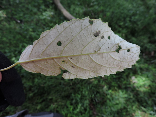 Image of Handroanthus albus by (c) Fabrício Mil Homens Riella, some rights reserved (CC BY)