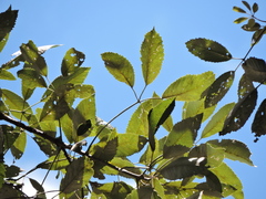 (c) Fabrício Mil Homens Riella, some rights reserved (CC BY) Handroanthus albus, photograph (c) Fabrício Mil Homens Riella, some rights reserved (CC BY)