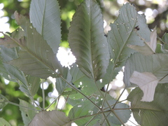Handroanthus albus, photograph (c) Fabrício Mil Homens Riella, some rights reserved (CC BY)