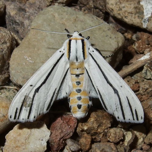 Clio Tiger Moth photo 4