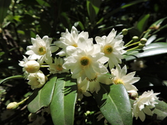 Drimys brasiliensis, photograph Fabrício Mil Homens Riella, CC BY, iNaturalist via GBIF
