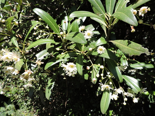 Drimys brasiliensis, photograph 2