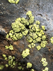 Lecanora epanora