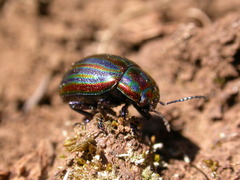 Chrysolina cerealis