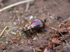 Chrysolina cerealis