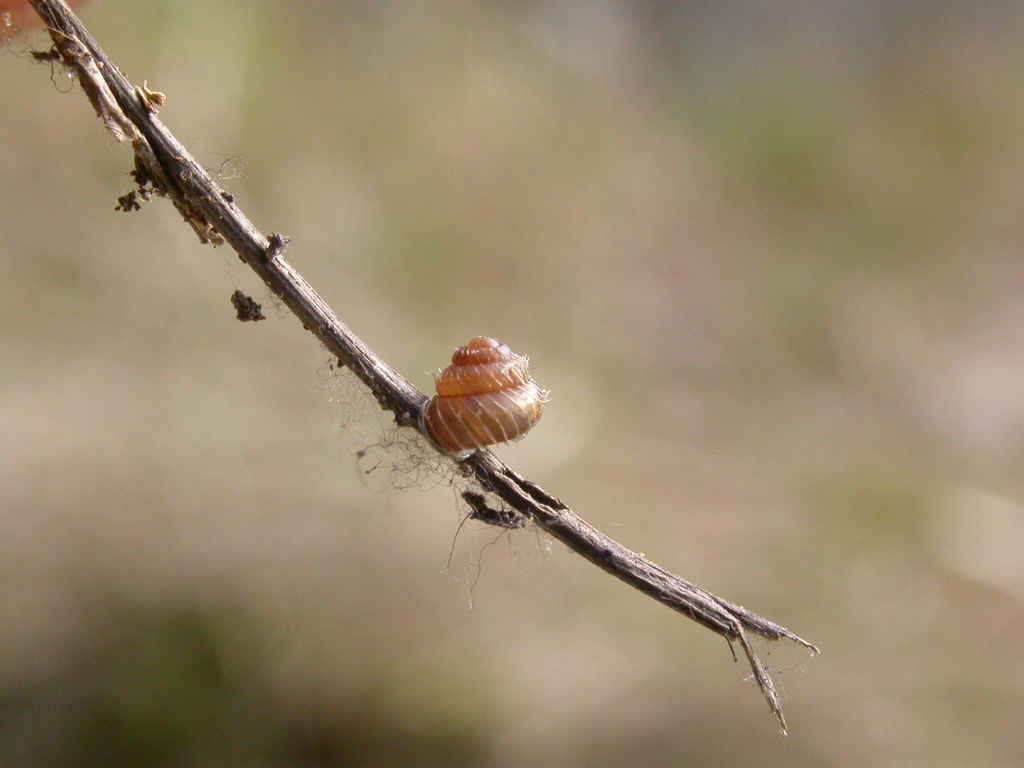 Acanthinula