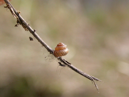 Representative image of Acanthinula