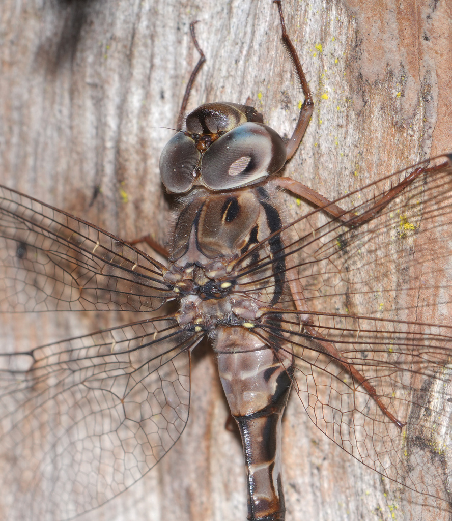 Thylacine Darner