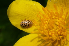 Anisosticta novemdecimpunctata