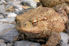Lucilia bufonivora