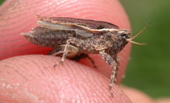 Tetrix tenuicornis