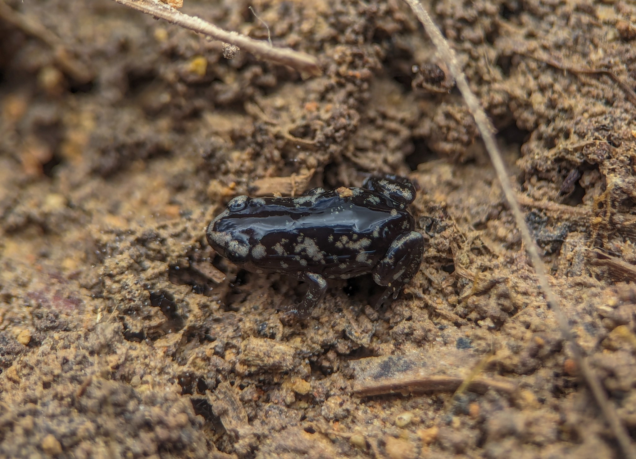 Central Humming Frog photo 2