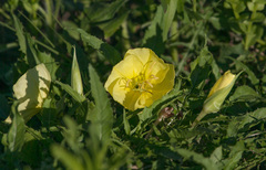 Oenothera triloba