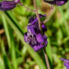 Delphinium variegatum