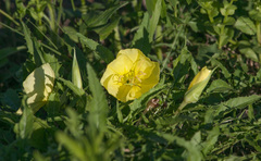 Oenothera triloba