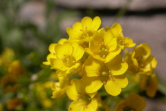 Aurinia saxatilis