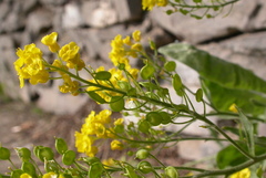 Aurinia saxatilis