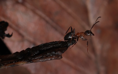 Central European Bicolored Ant photo 4
