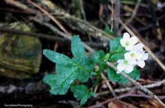 Cardamine nuttallii