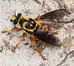 Laphria saffrana